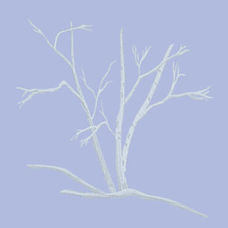 268561 Silver Birch decal for casket and coffin liners.
